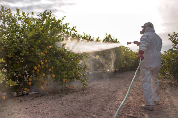 Best Rodent Control Near Me  in Rancho Santa Fe, CA