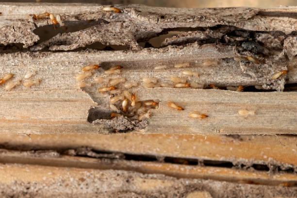 Best Best Pest Control Companies  in Rancho Santa Fe, CA